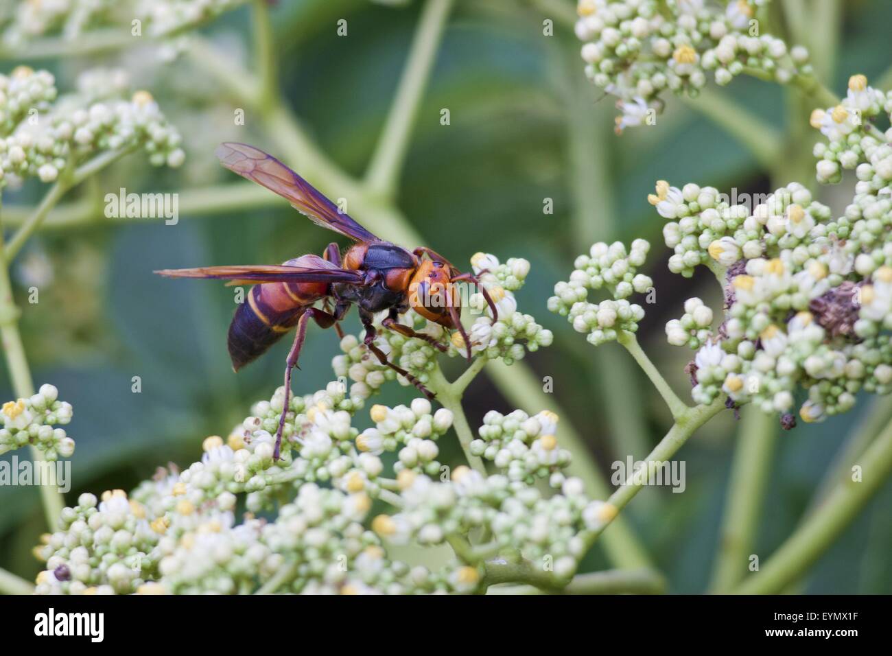 Bee attract honey on flower Stock Photo Alamy