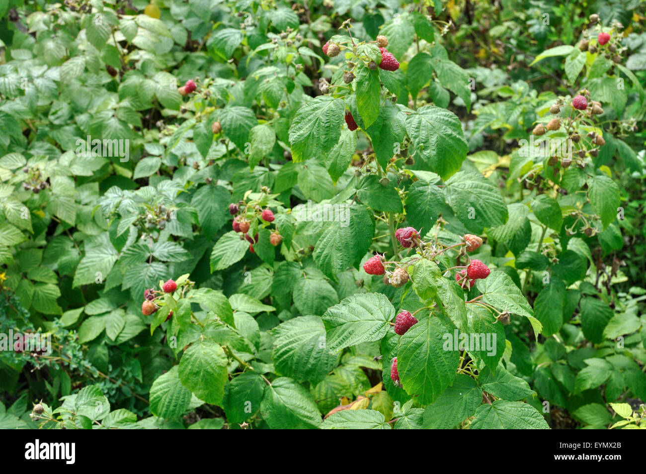 https://c8.alamy.com/comp/EYMX2B/close-up-wild-raspberry-plantation-EYMX2B.jpg