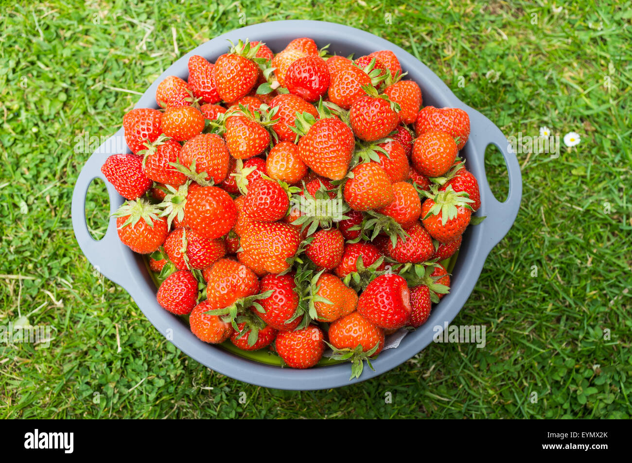 A colander of strawberries on a wooden garden seat after harvesting in a garden. Stock Photo