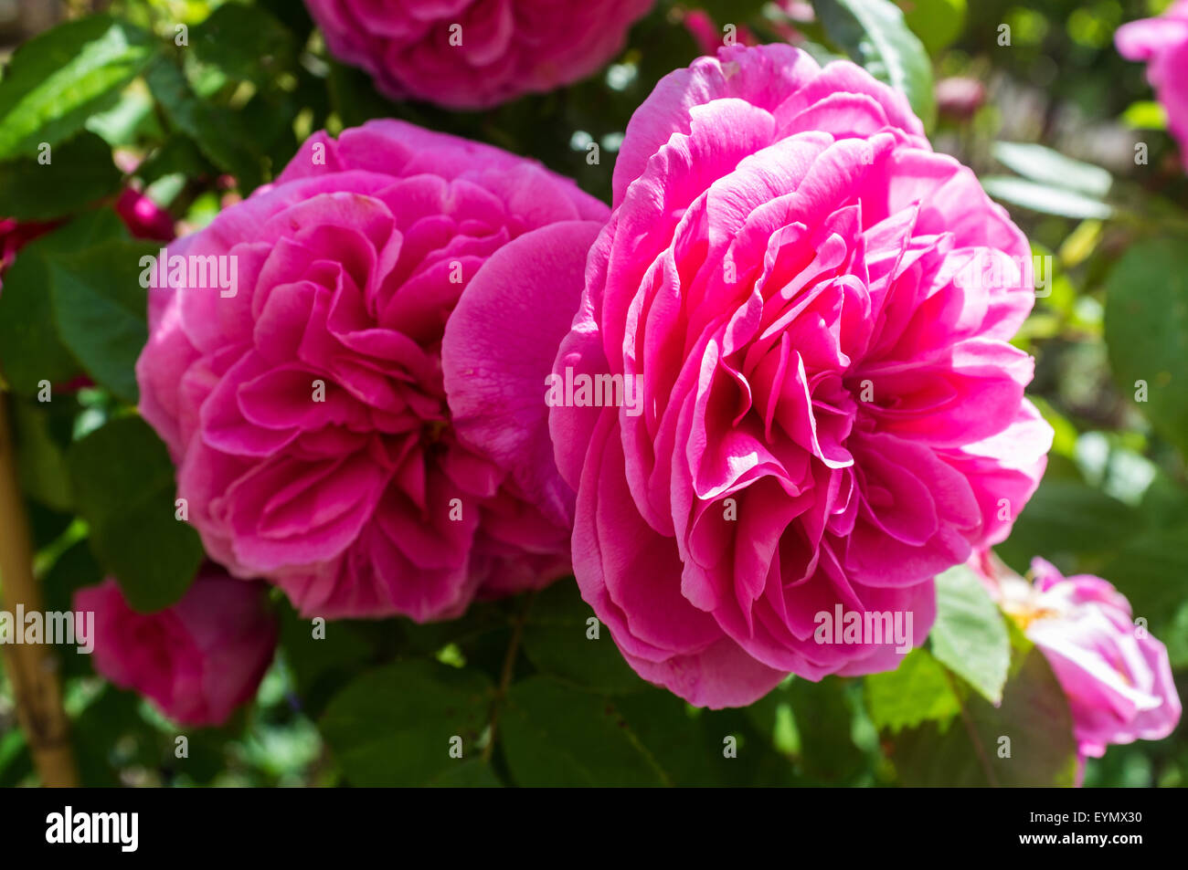 Close up of Gertrude Jekyll roses. Stock Photo
