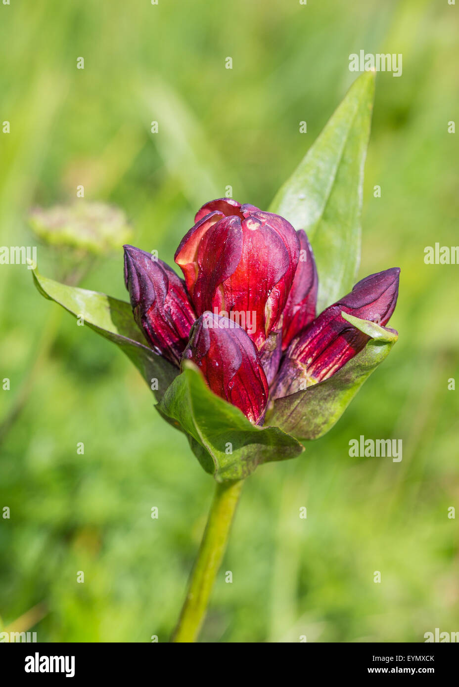 Gentiana purpurea L. (Genziana rossa). Red Gentian.  Bernese meadow, Switzerland Stock Photo