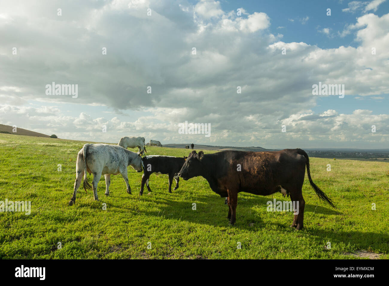 Summer afternoon on the South Downs near Rodmell, East Sussex, England. Stock Photo