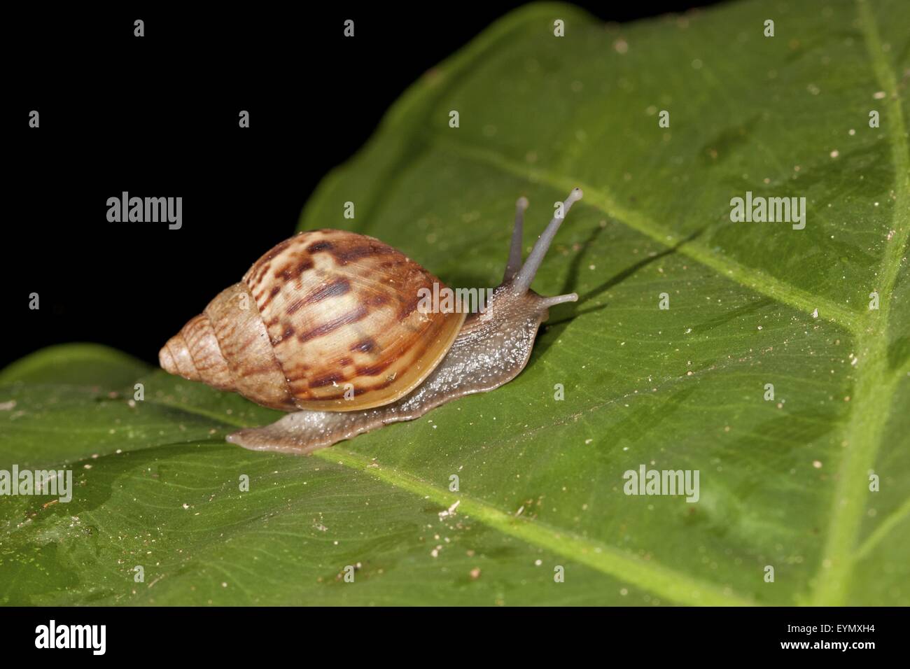Snail at night time hires stock photography and images Alamy