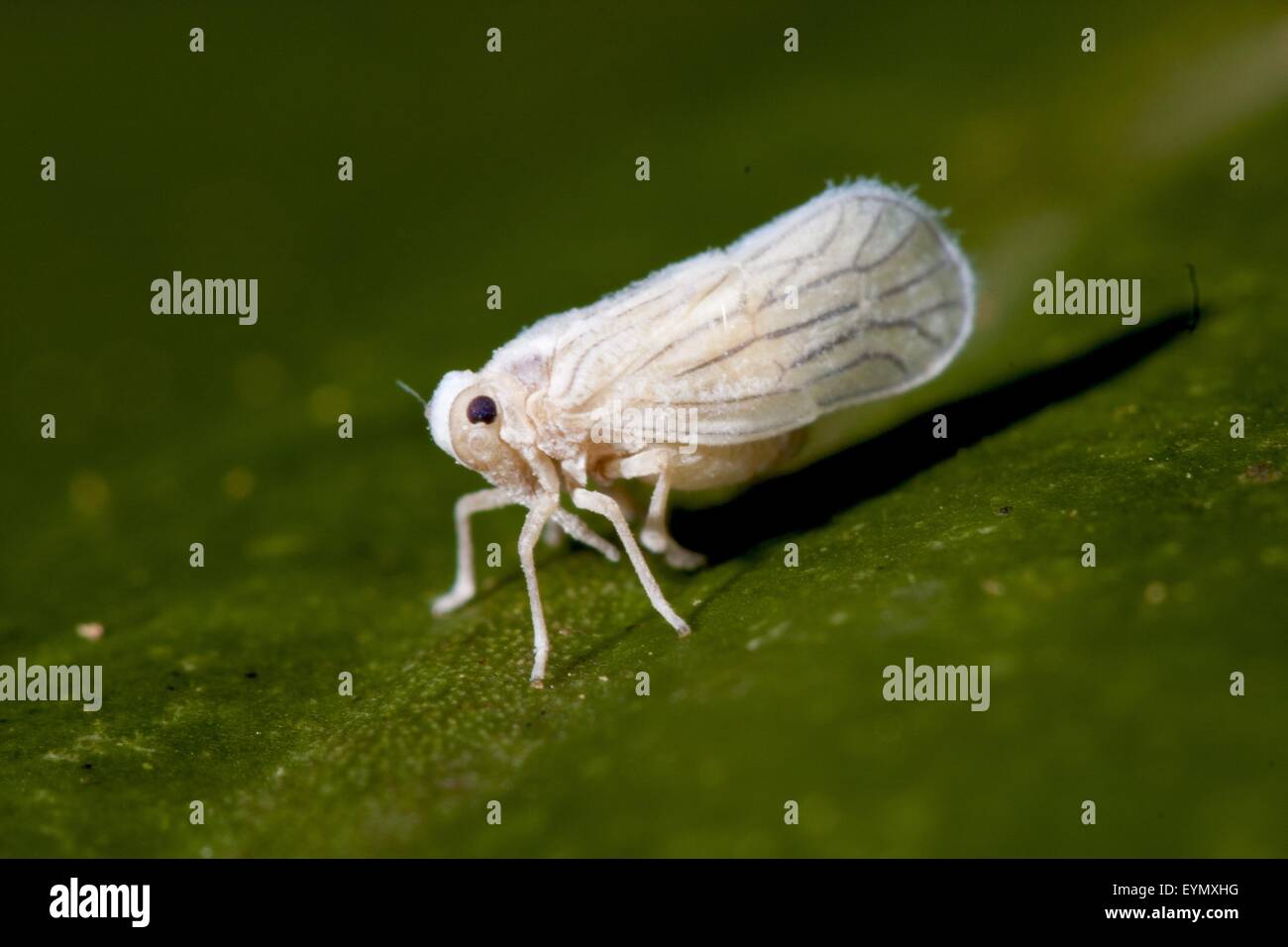 White leafhopper with leaf background Stock Photo