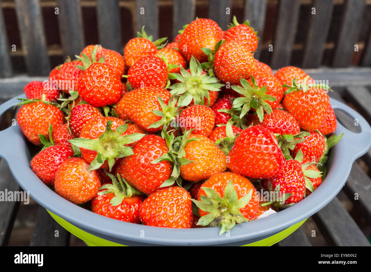 A colander of strawberries on a wooden garden seat after harvesting in a garden. Stock Photo
