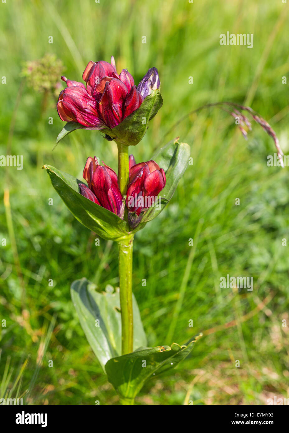 Gentiana purpurea L. (Genziana rossa). Red Gentian.  Bernese meadow, Switzerland Stock Photo
