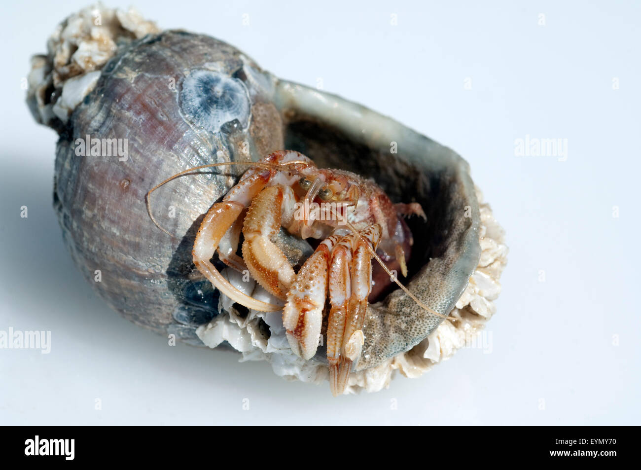 Einsiedlerkrebs north sea hires stock photography and images Alamy