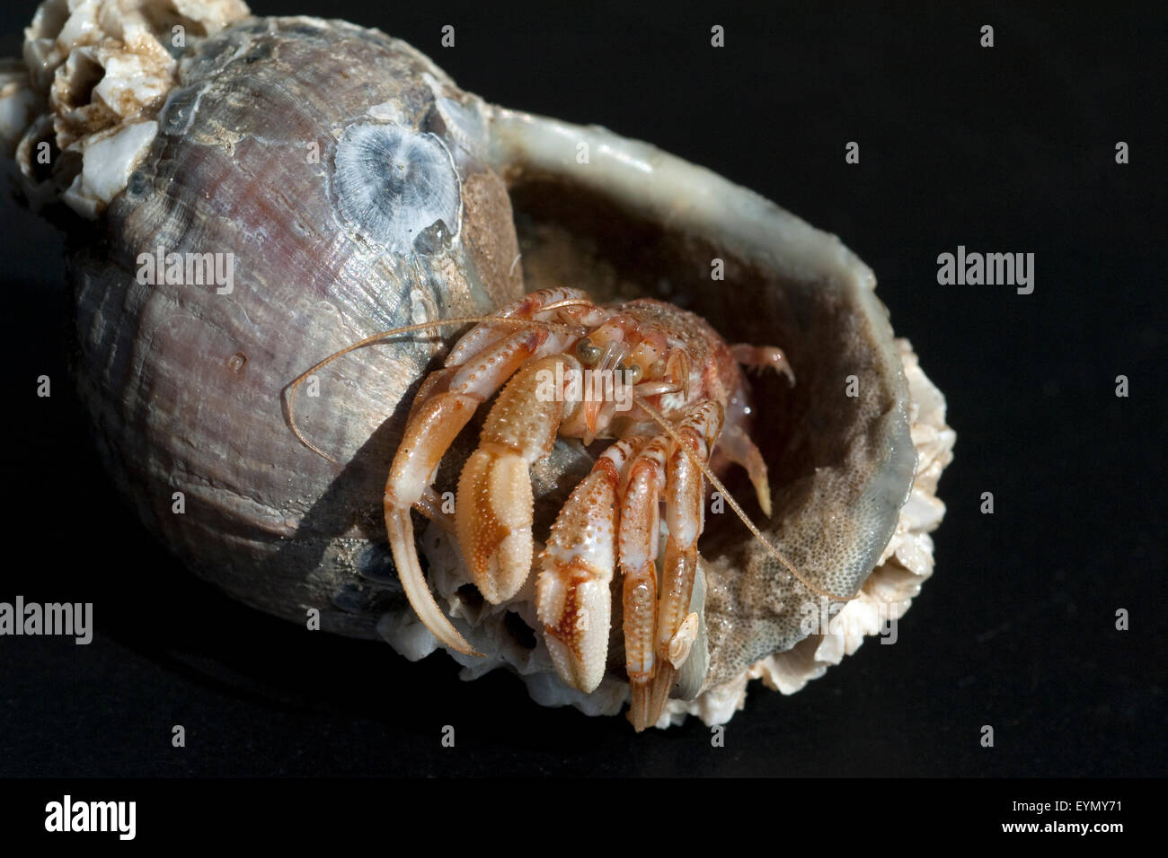 Einsiedlerkrebs north sea hires stock photography and images Alamy