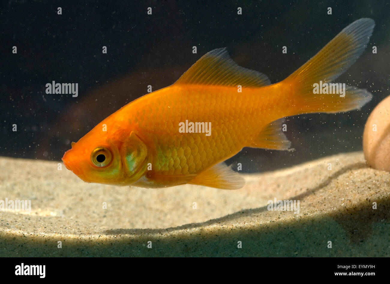 Goldfisch, Carassius gibelio, Suesswasserfisch Stock Photo