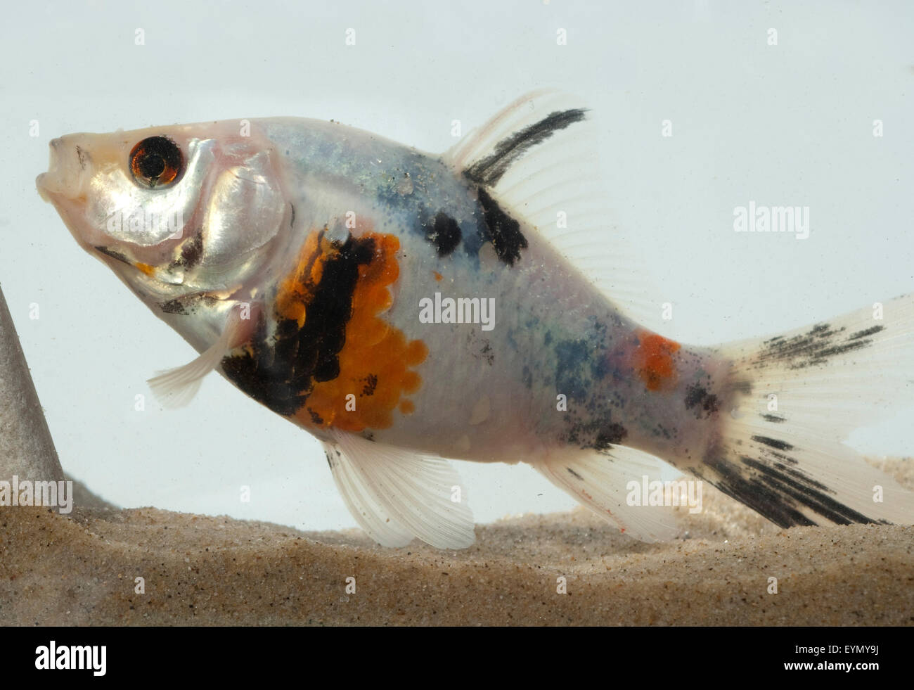 Goldfisch, Carassius, bunt Stock Photo