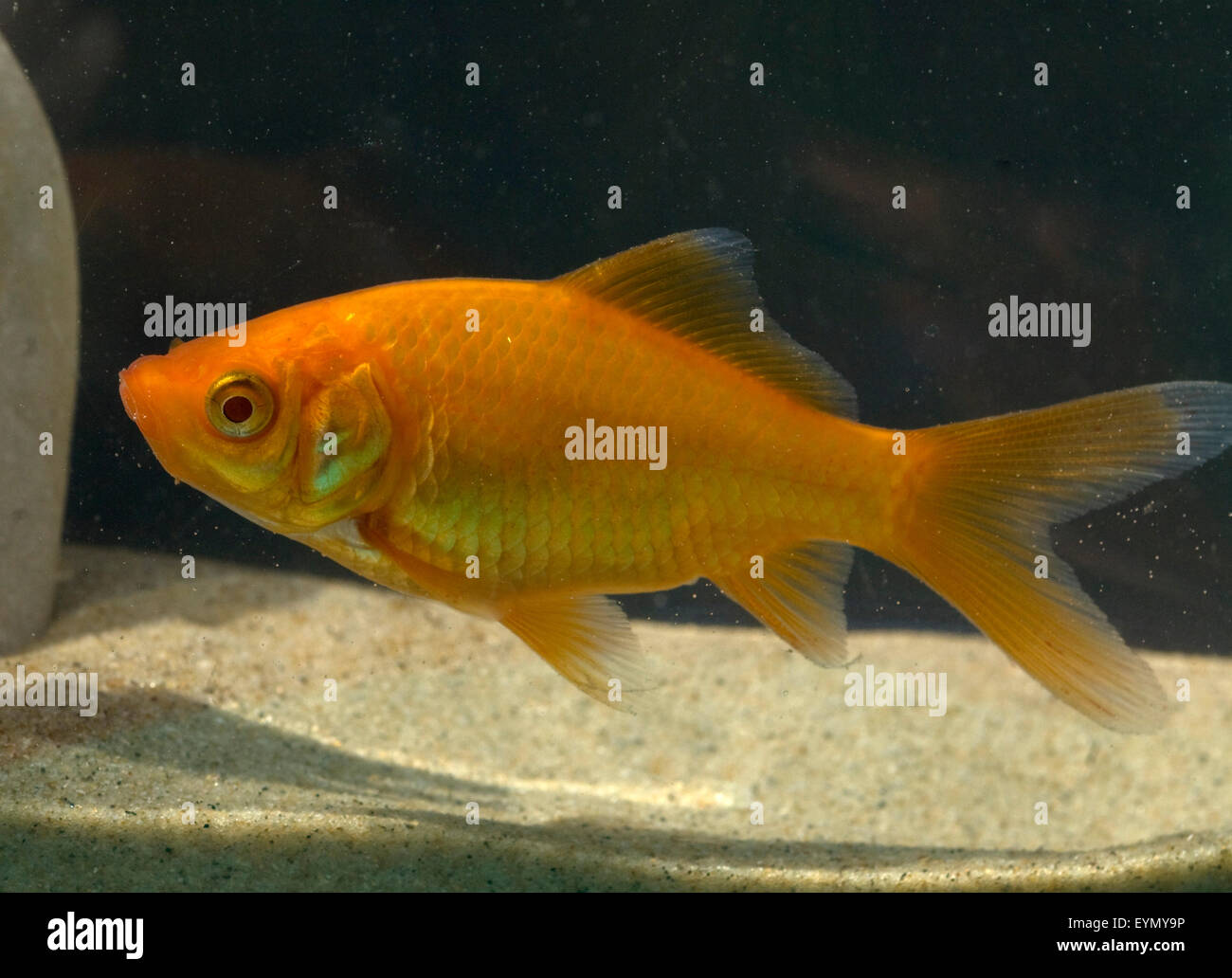 Goldfisch, Carassius auratus, auratus, Karpfenfisch, Stock Photo