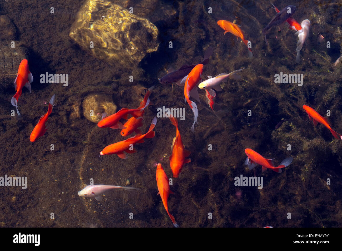 Goldfische, Carassius auratus, Stock Photo