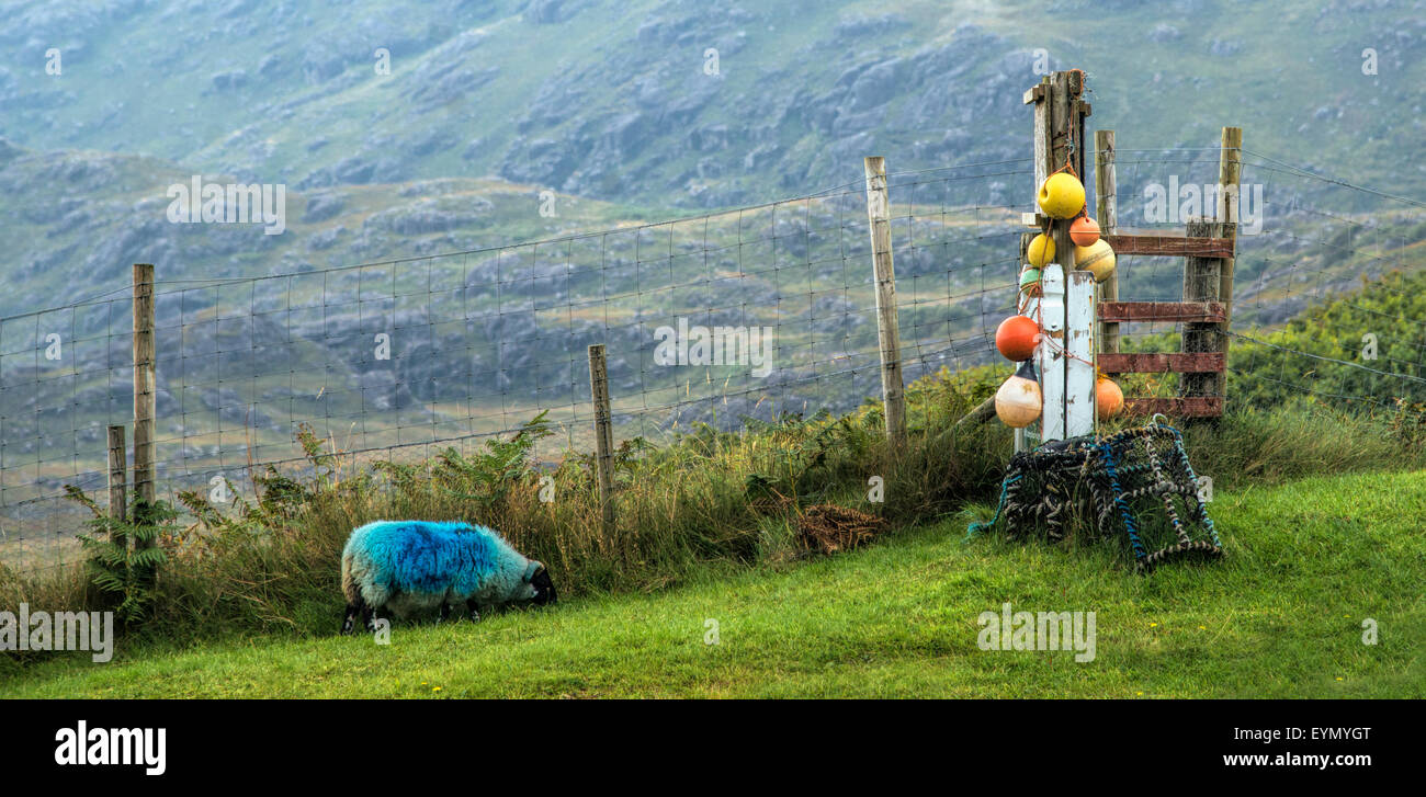 Blue Sprayed Sheep Near Bouys and Creels on a Gatepost, Ardnamurchan ...