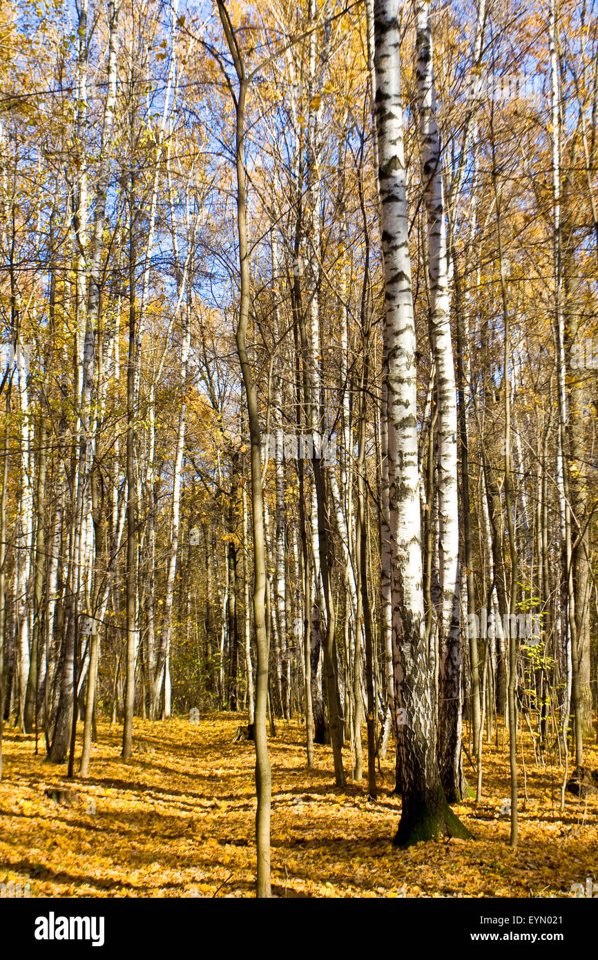 Autumn landscape - birch forest with yellow leaves in sunny day ...