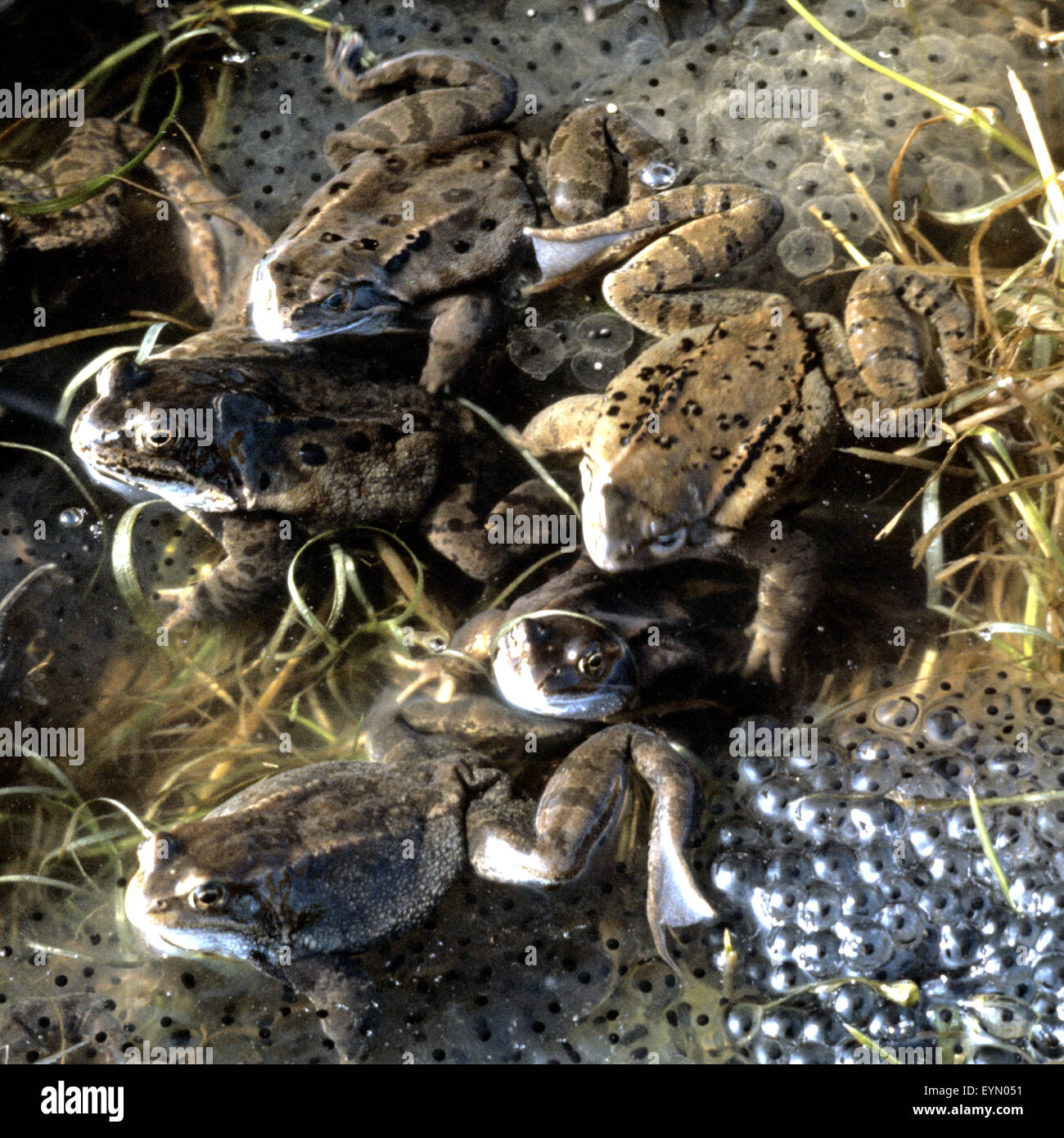 Grasfroesche, Rana, temporaria, beim, laichen Stock Photo