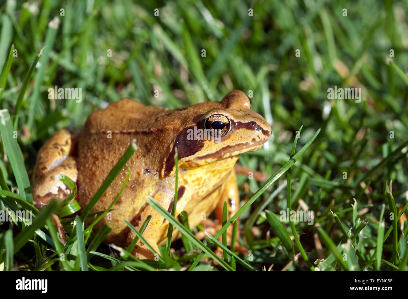 Grasfrosch, Rana temporaria, Stock Photo