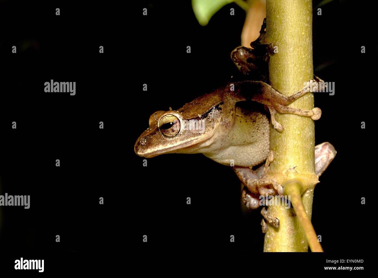 Brauer's tree frog with beautiful pose perch on branch at night,Taipei,Taiwan,Polypedates braueri Stock Photo