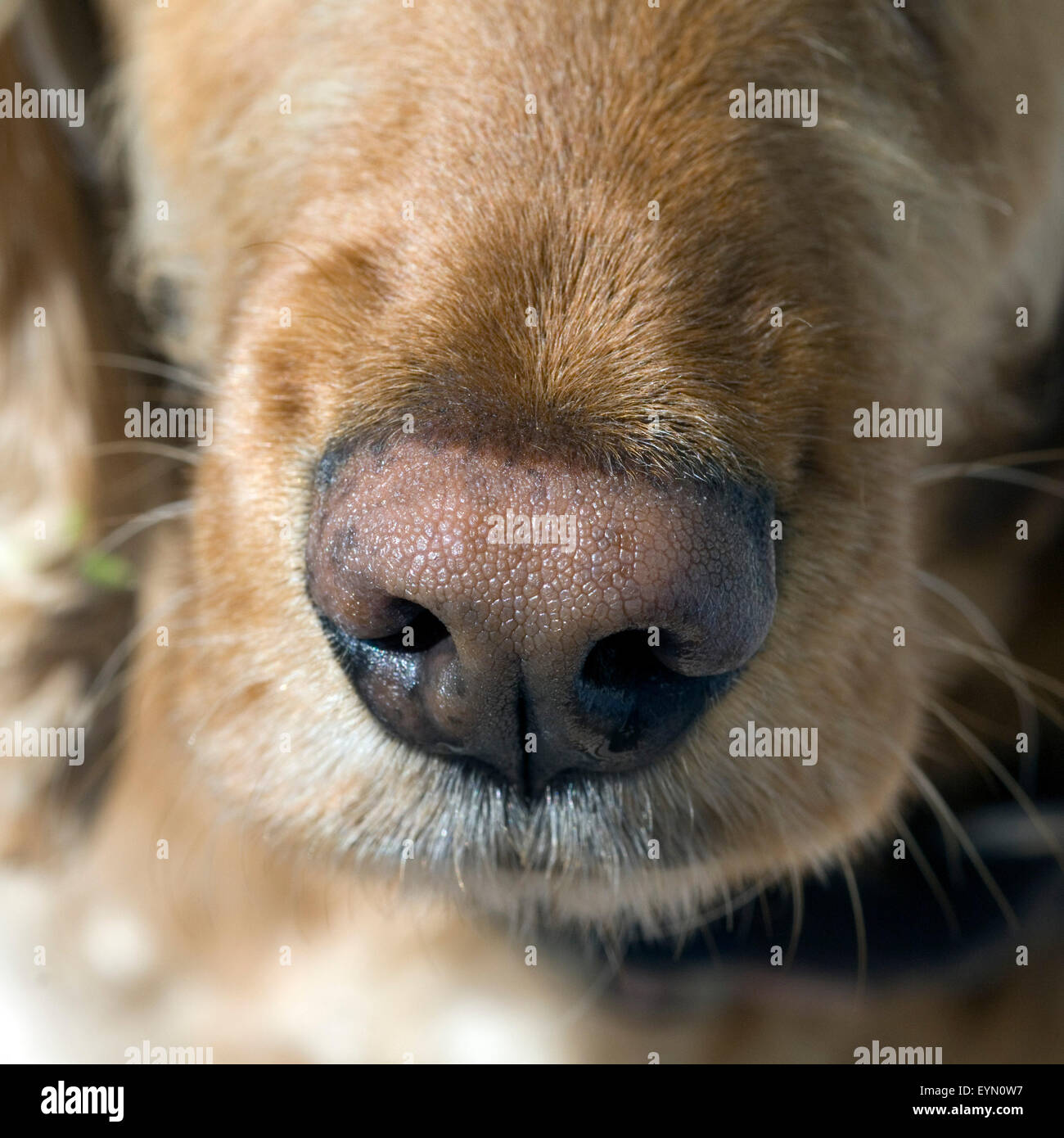 Hundenase; Riechorgan; Hund; Stock Photo