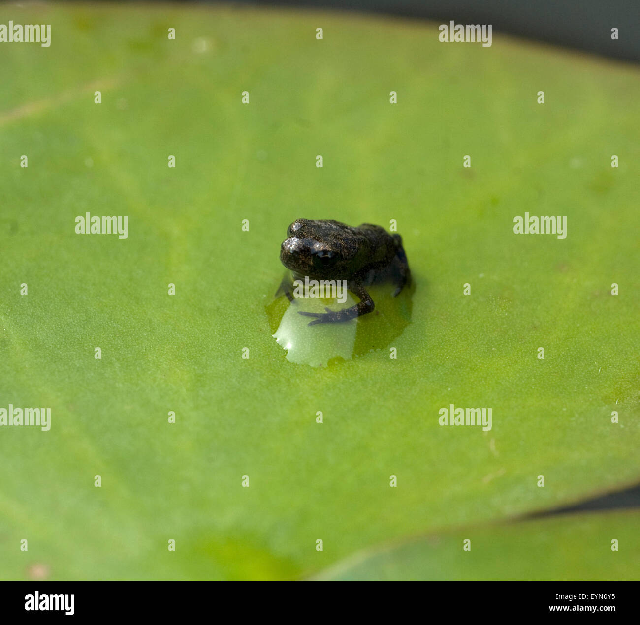 Junger, Grasfrosch,  Rana, temporaria Stock Photo