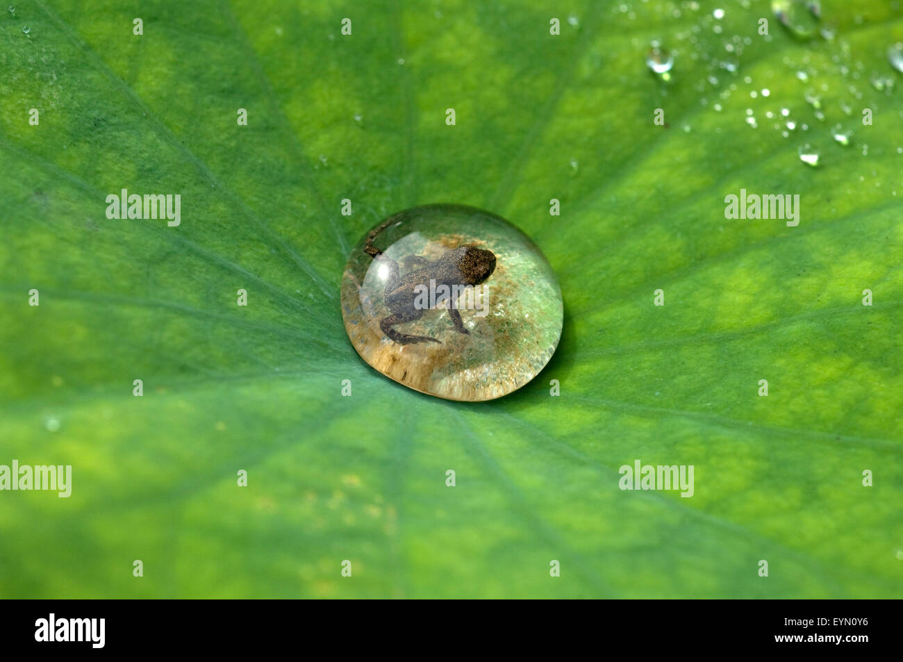 Junger, Grasfrosch,  Rana, temporaria Stock Photo