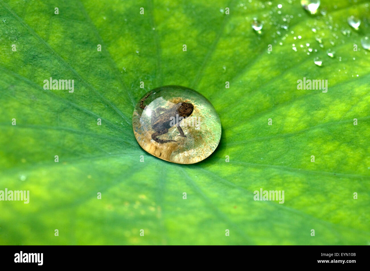 Junger Frosch, Tautropfen, Lotosblatt, Stock Photo