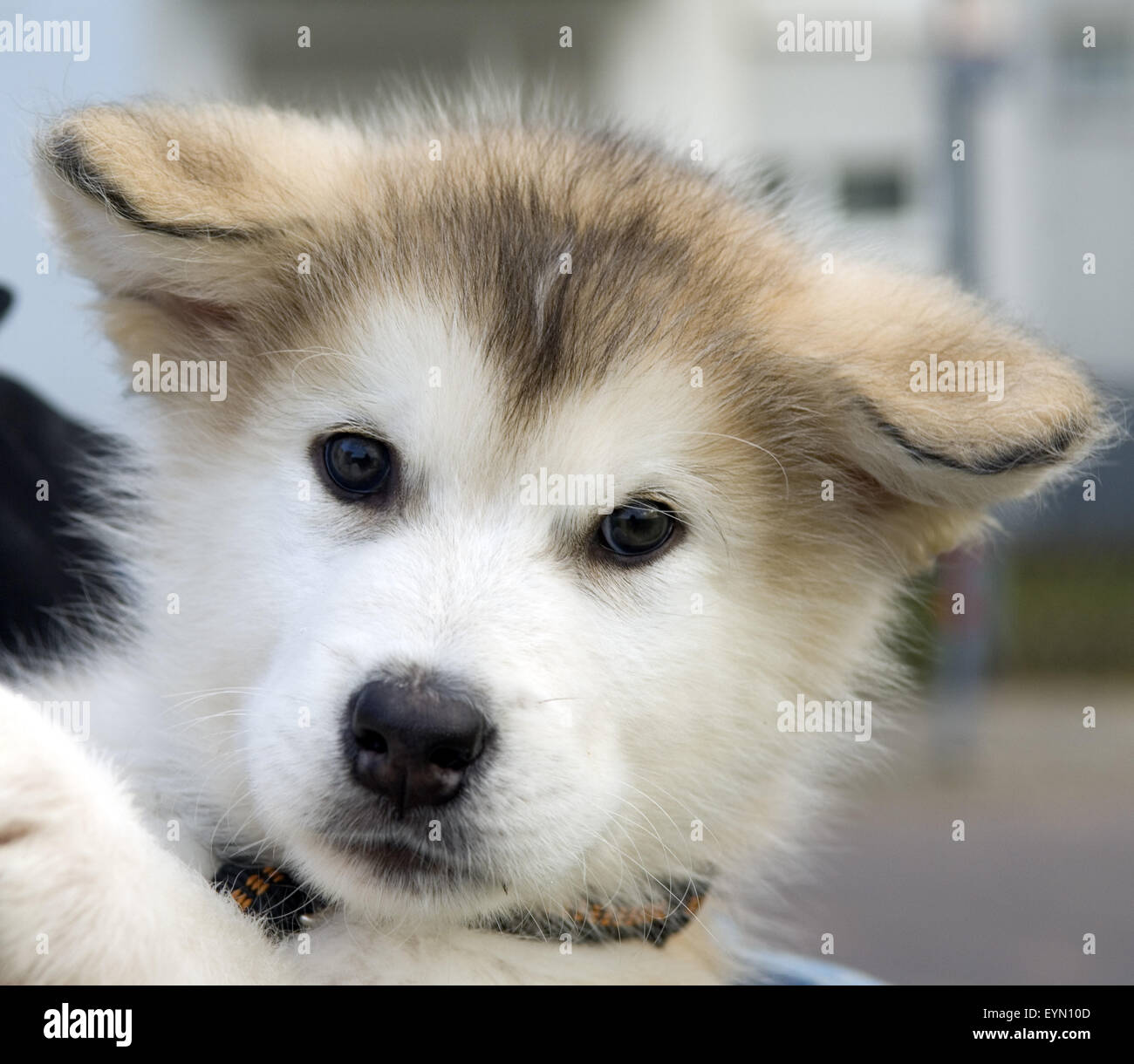 Alaskan; Malamut Stock Photo - Alamy
