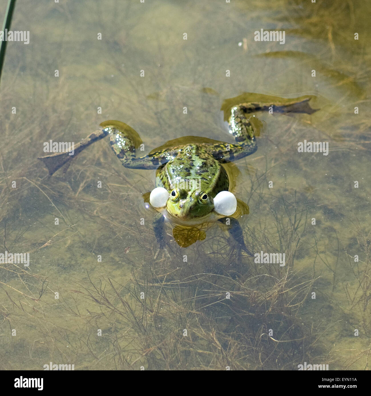 Wasserfrosch, Rana, lessonae Stock Photo