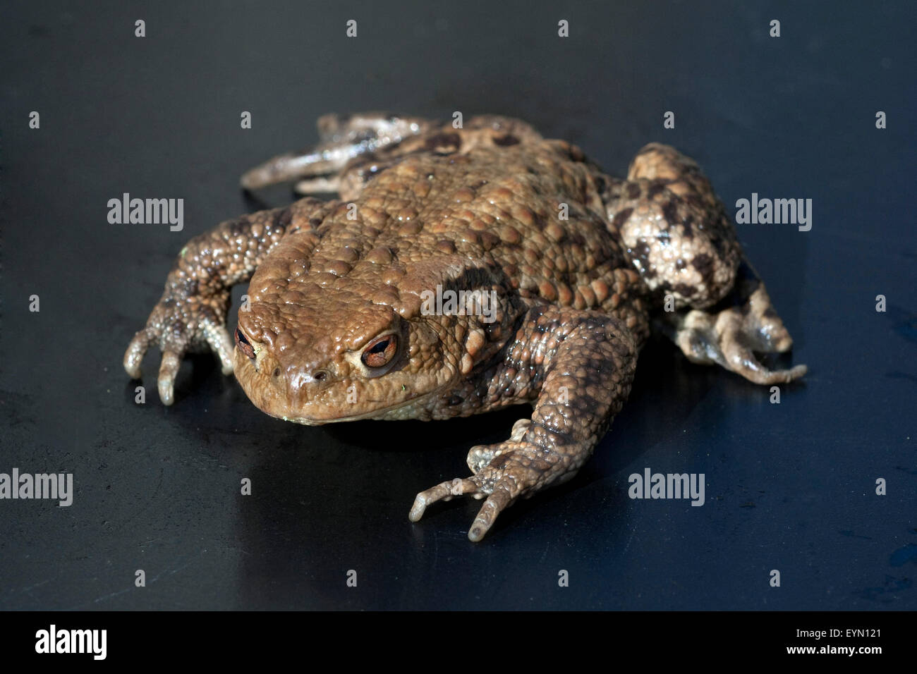 Kroete, Bufo bufo, Stock Photo