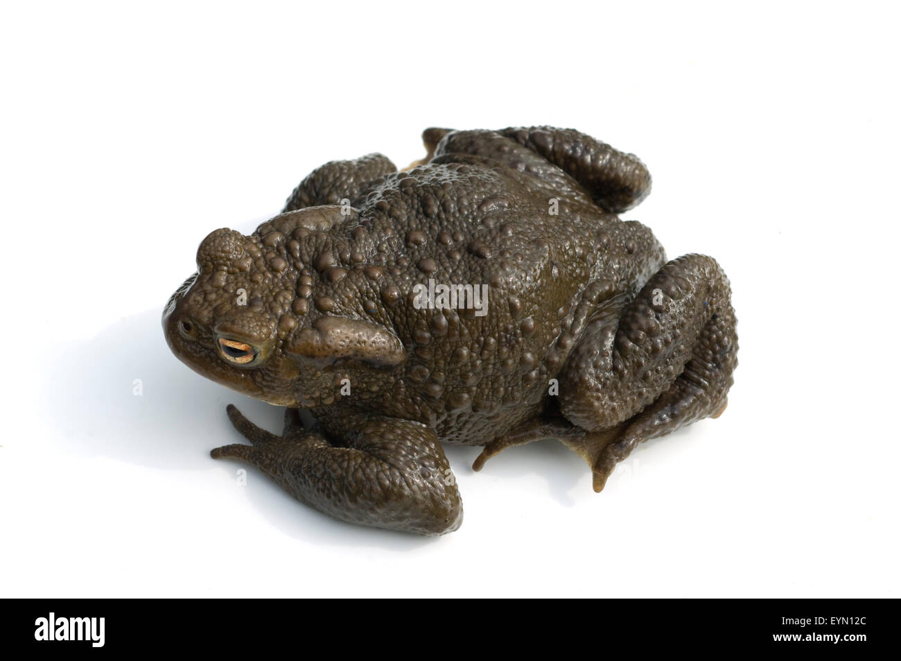 Kroete, Bufo bufo, Erdkroete, Stock Photo