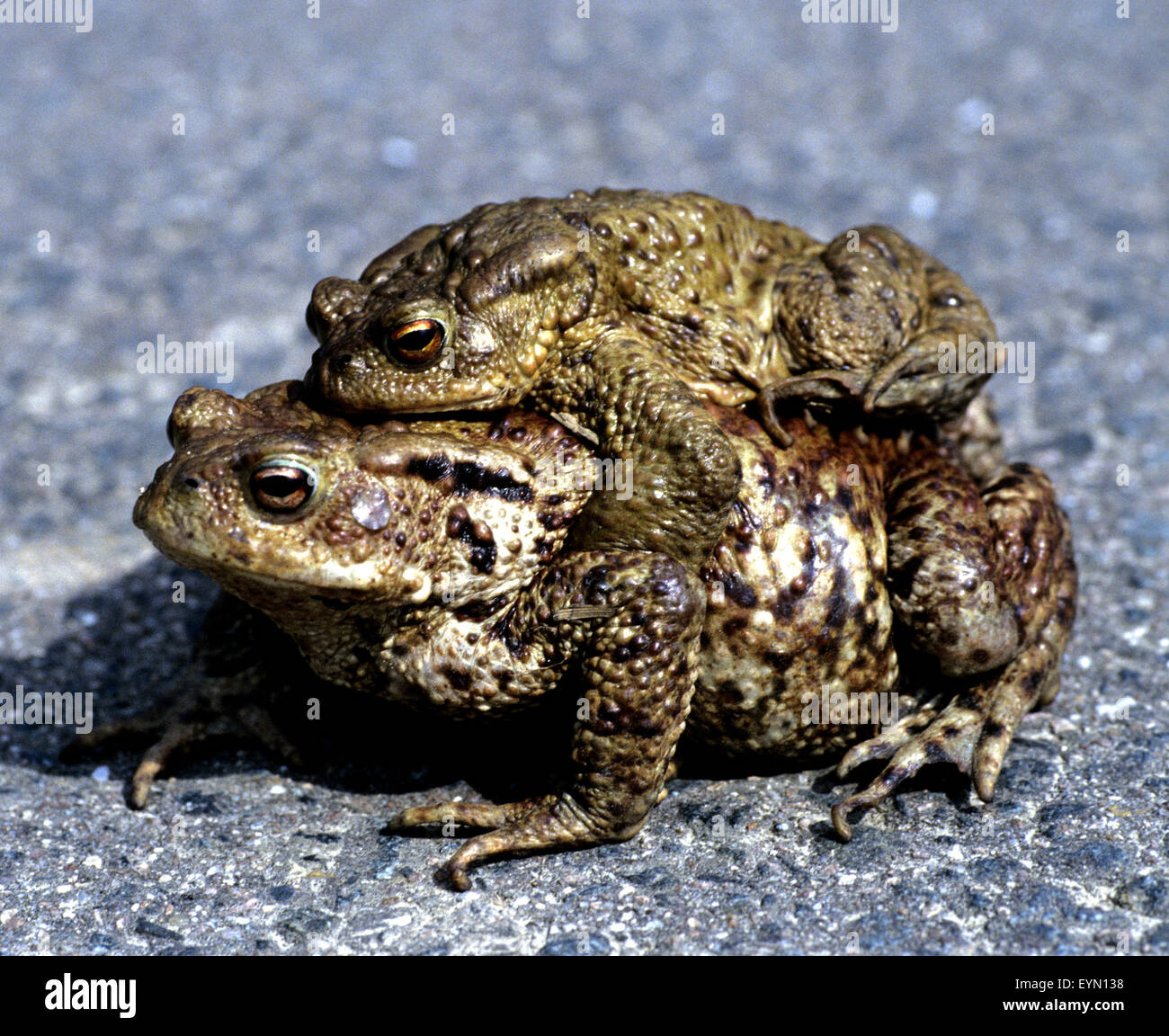 Kroete, Bufo bufo, Erdkroete, bei der Paarung, Stock Photo