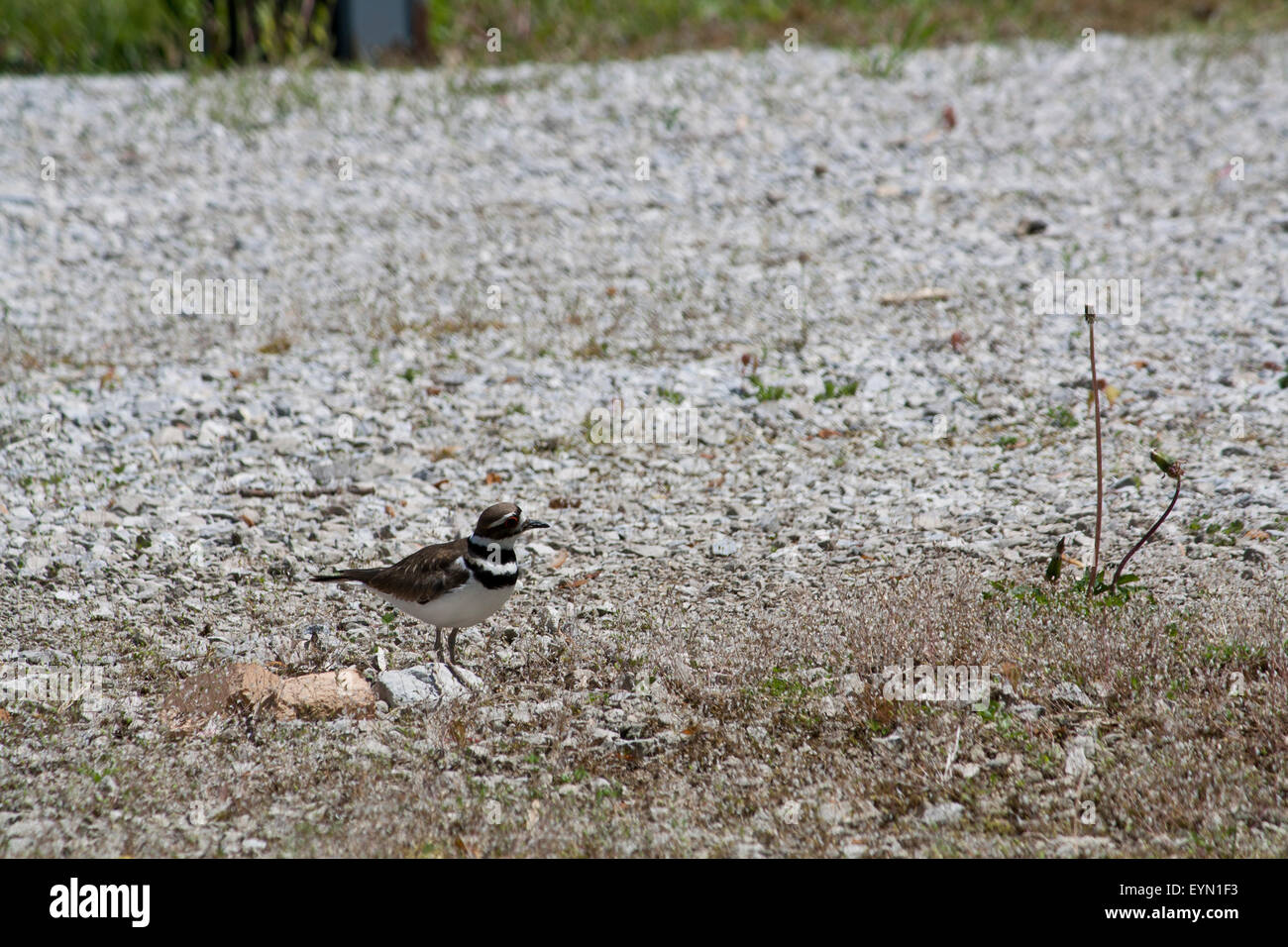 This killdeer nest was on the edge of a gravel road, good for camouflage, but still not safe from cars. Stock Photo