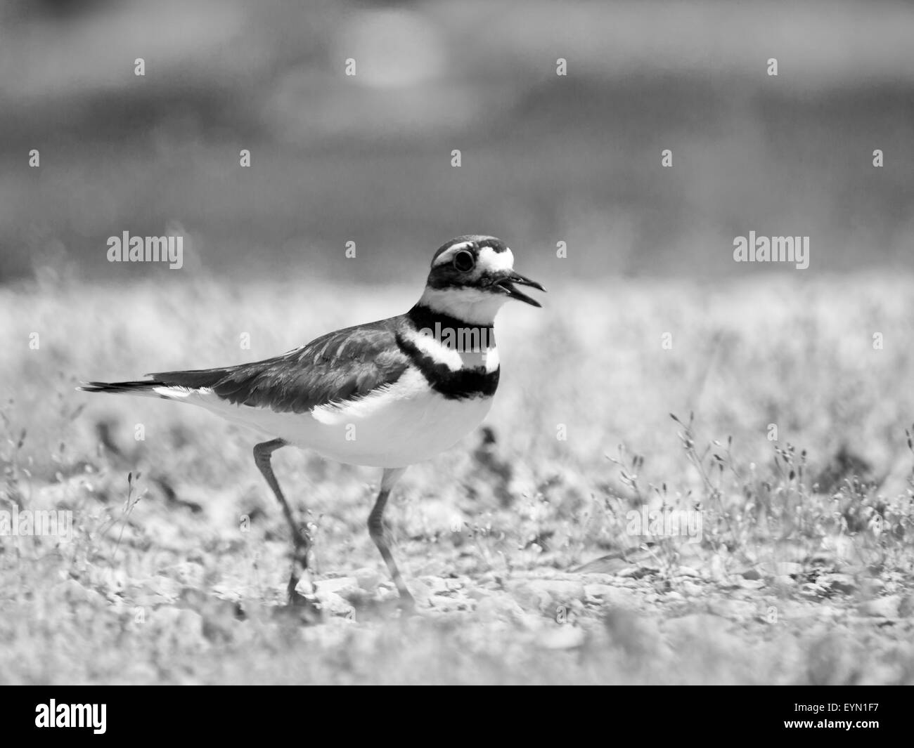 This killdeer had a nest nearby.  Here she is before she decided we were a danger and went into her broken wing routine. Stock Photo