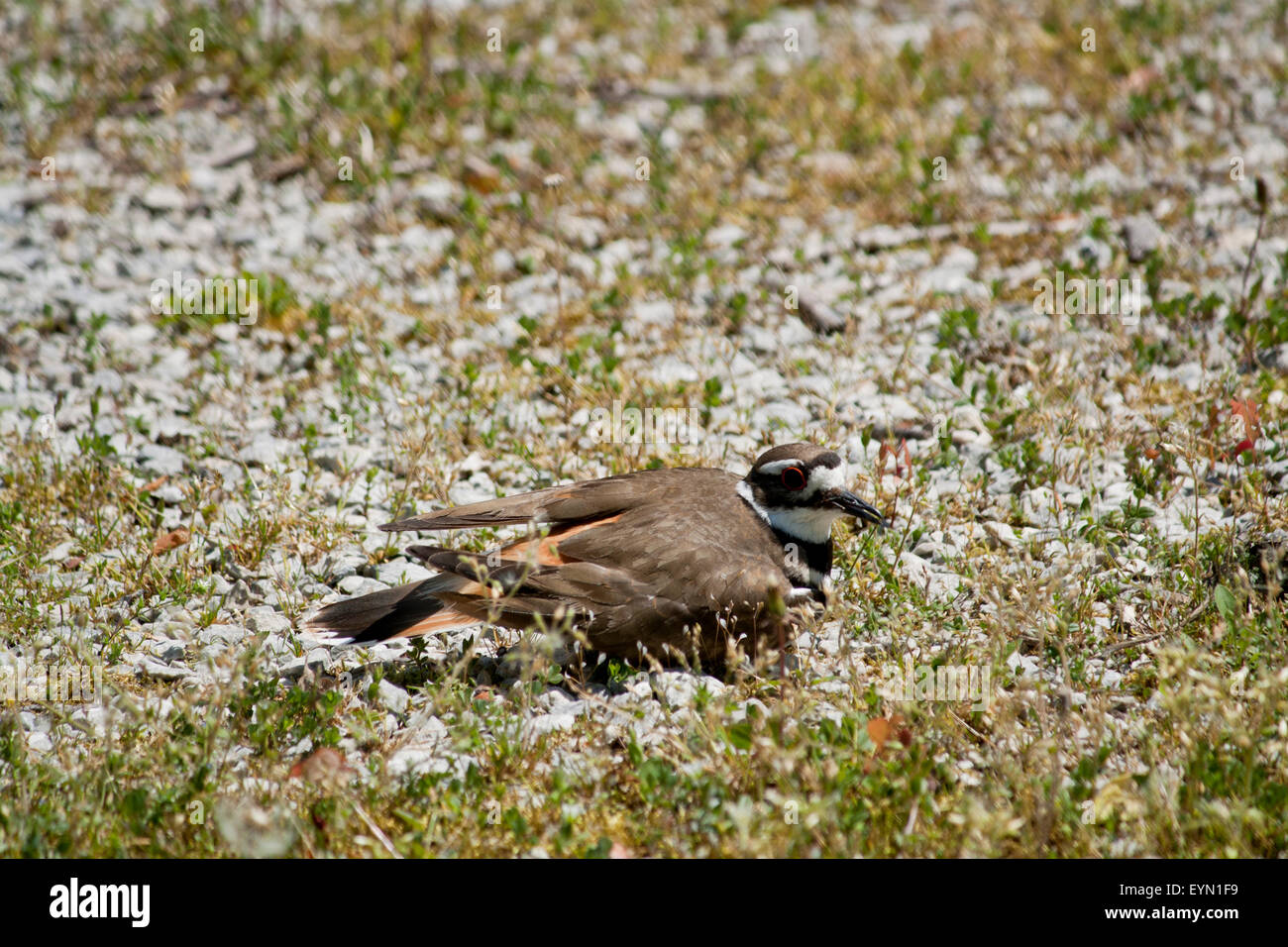 Mama killdeer is playing broken wing to draw us away from her nest. Stock Photo