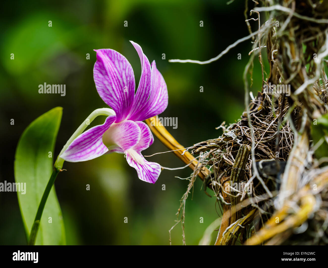 Single hybrid dendrobium orchid flower with leaf, selective focus Stock Photo