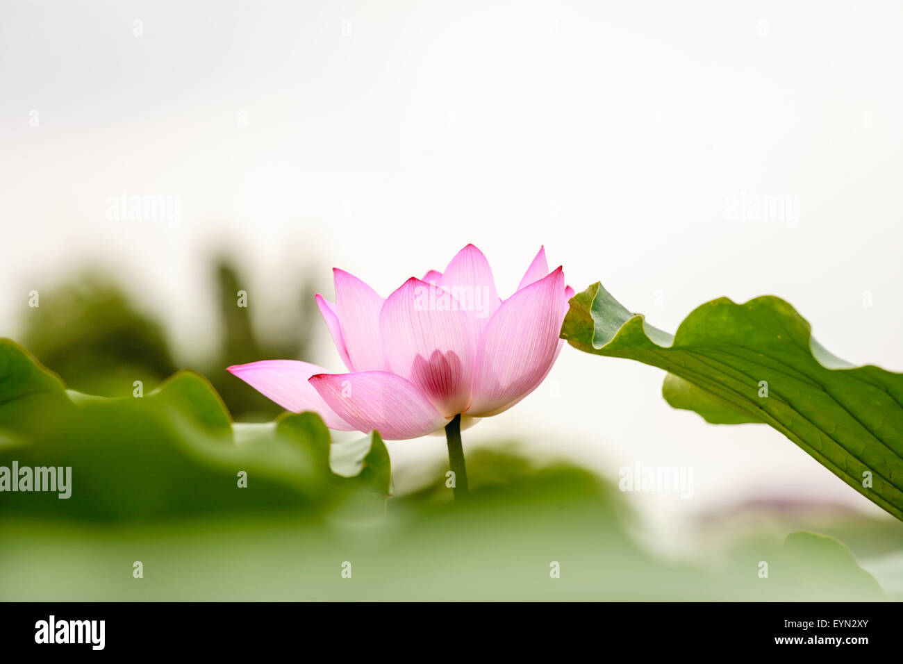 Nymphaea violacea – Blue Lily