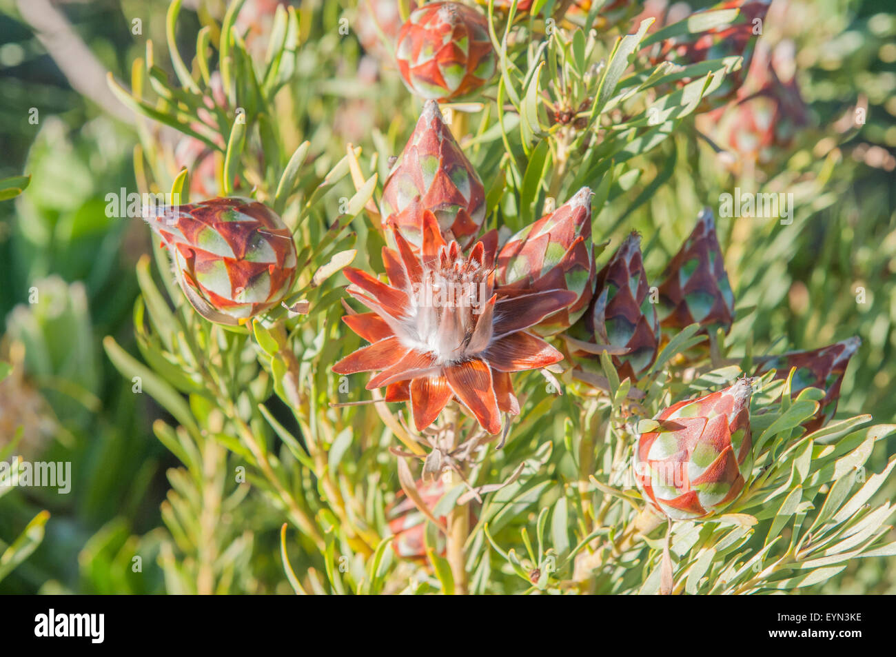 Flower and cones of a protea plant Stock Photo