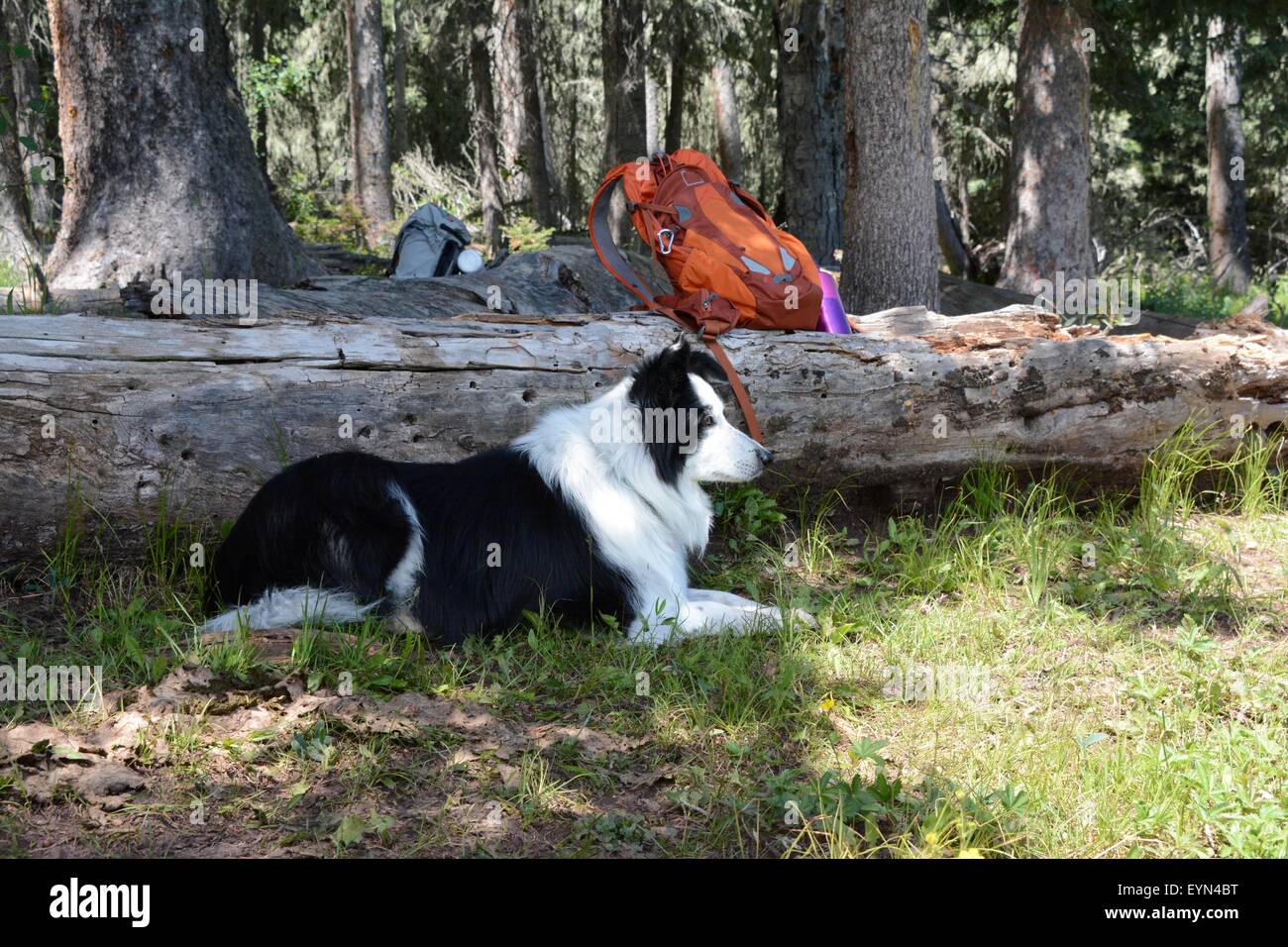 Border Collie resting in the shade Stock Photo
