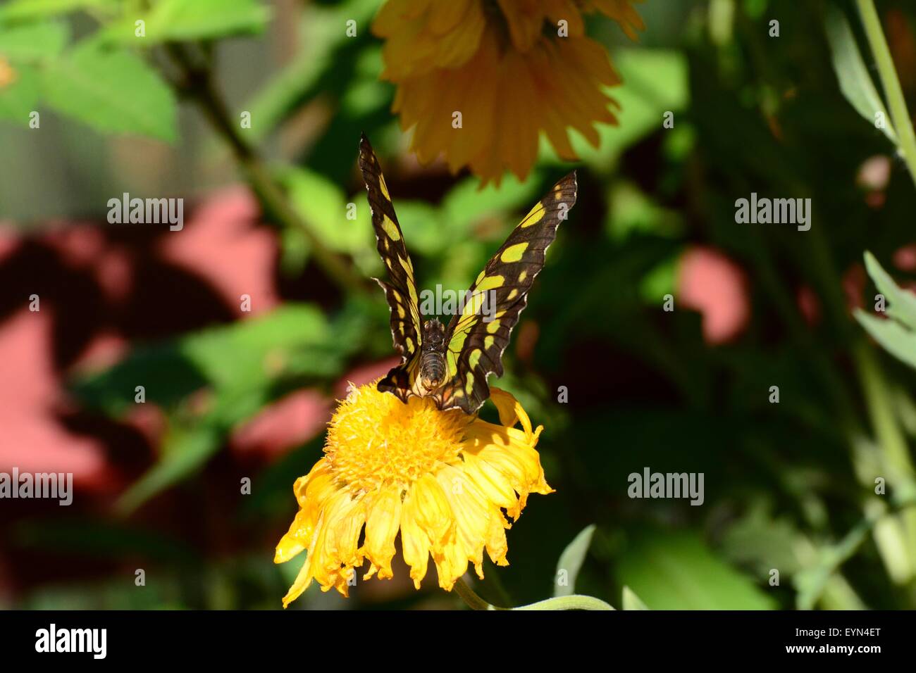 Malachite Butterfly on yellow flower, New Mexico - USA Stock Photo