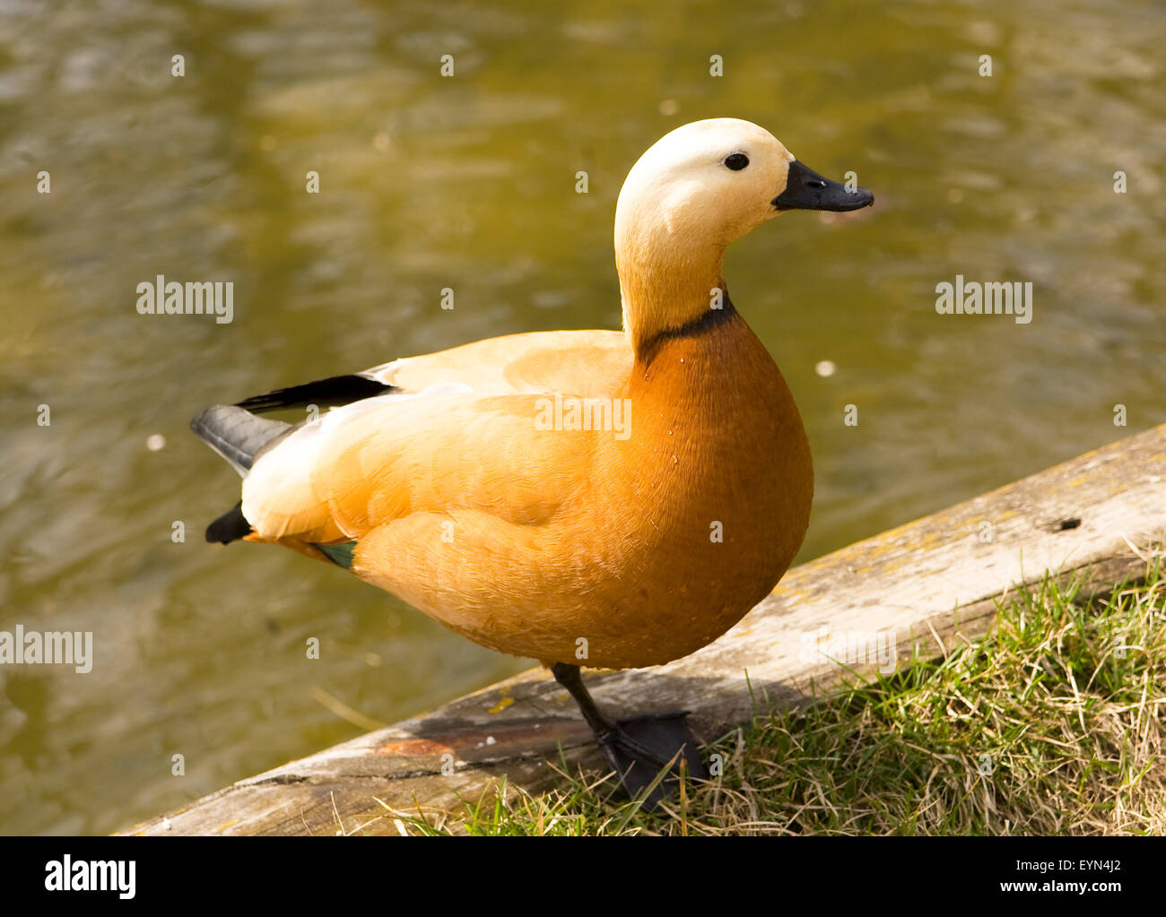 Red duck, latin name Tagorna ferruginea, standing near water Stock ...