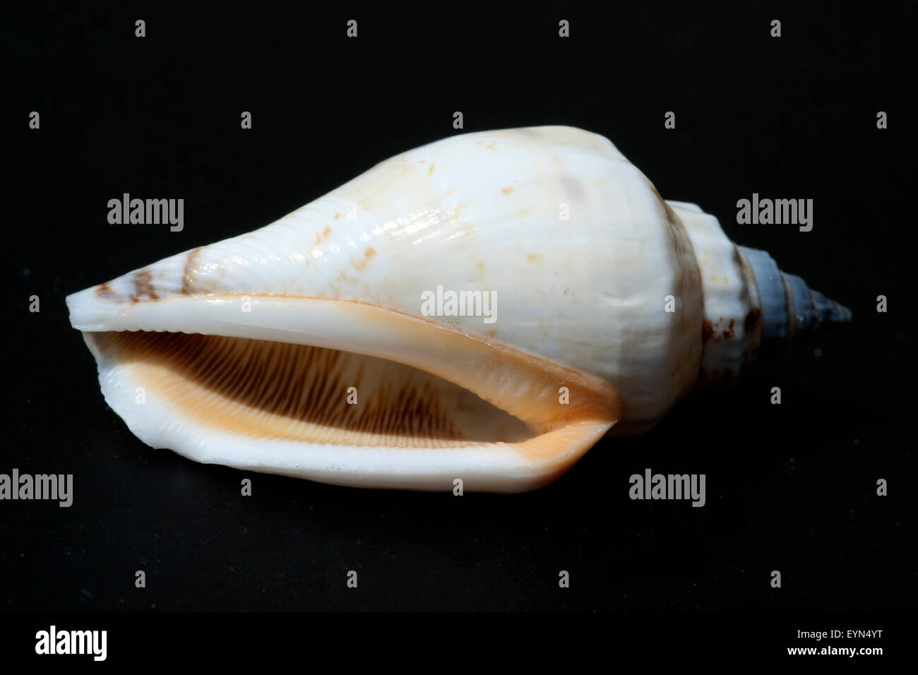 meeresschnecken Stock Photo - Alamy