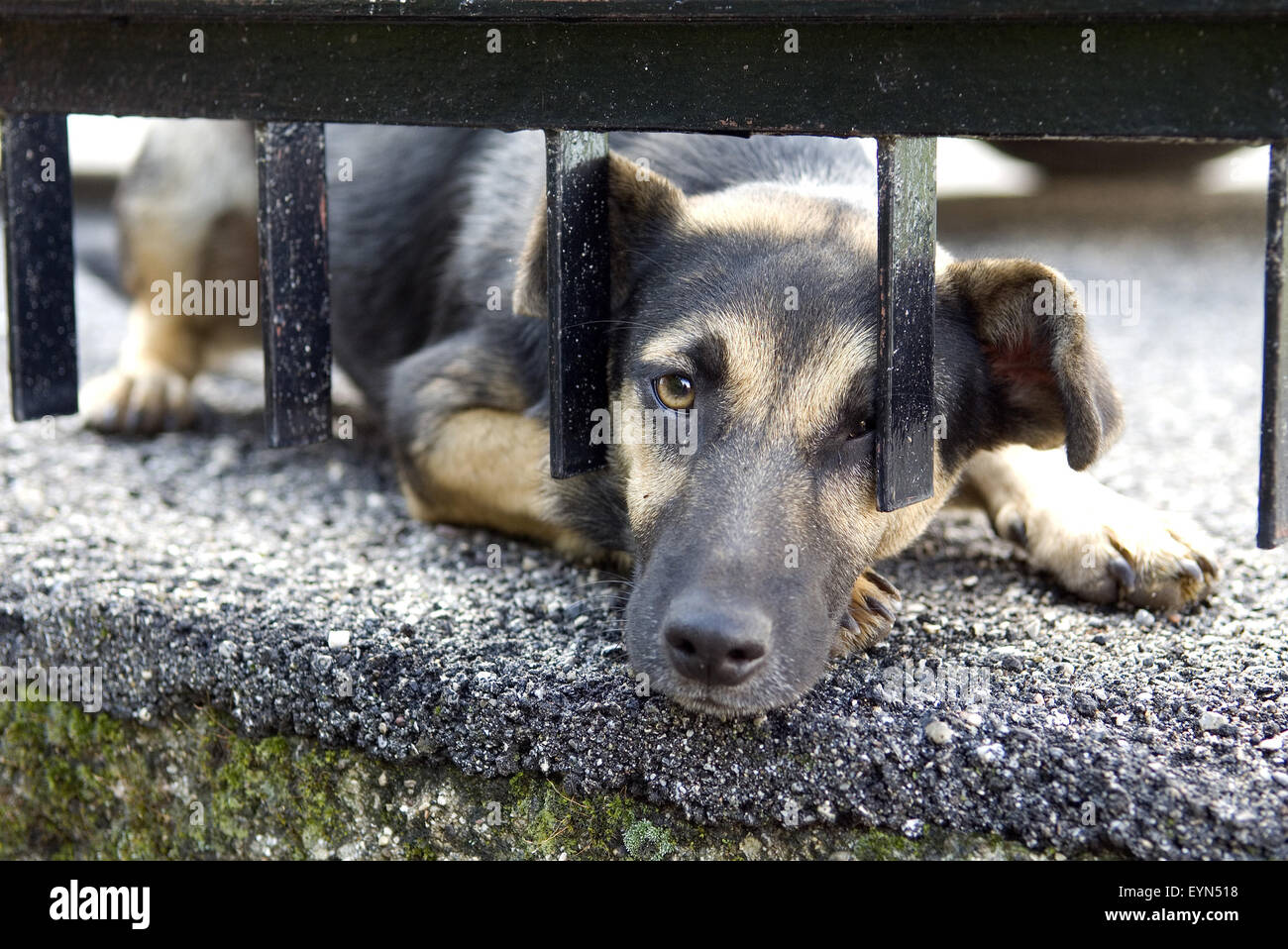 Streunende hunde hi-res stock photography and images - Alamy