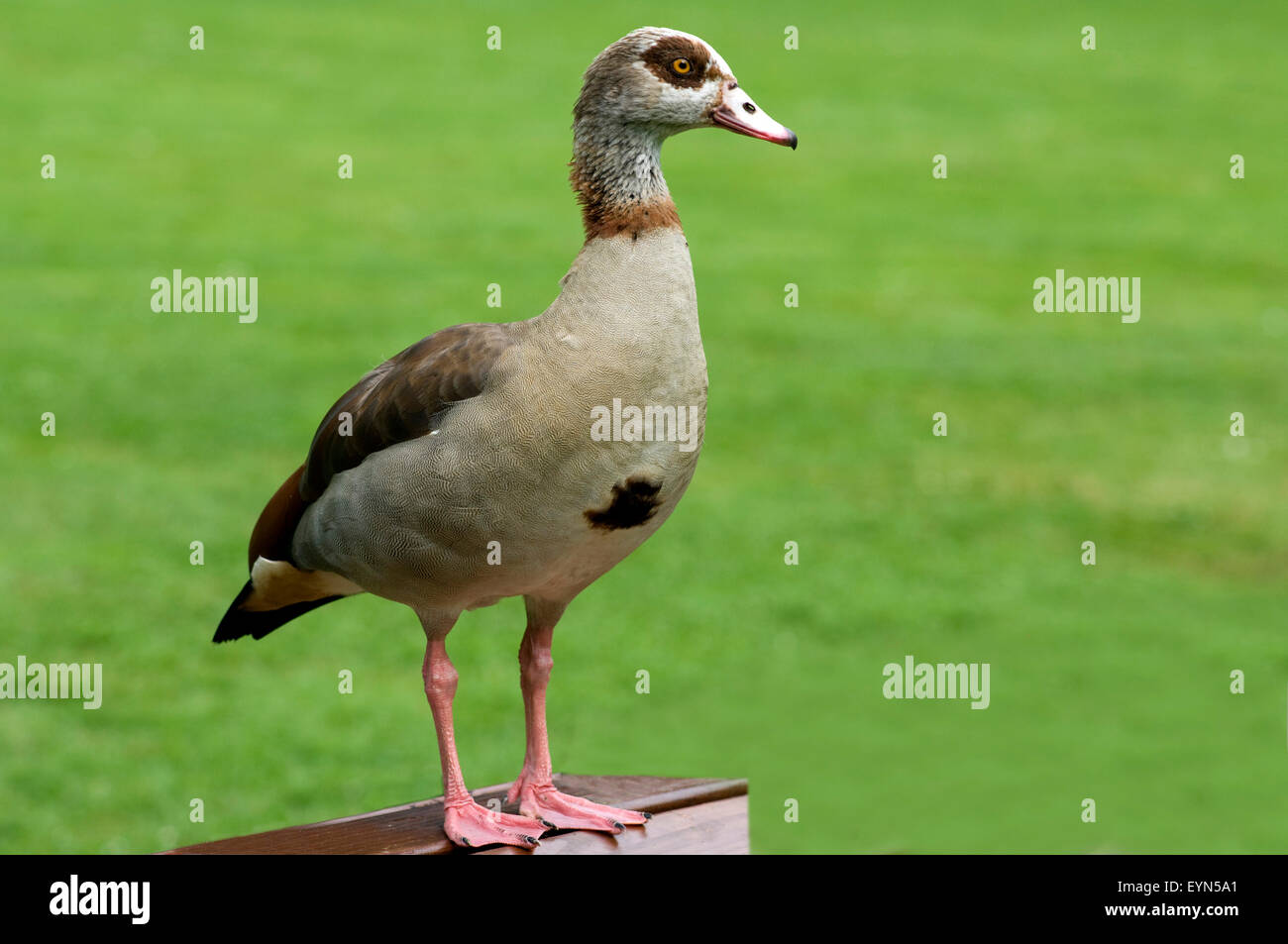 Nilgans, Alopochen aegyptiacus Stock Photo