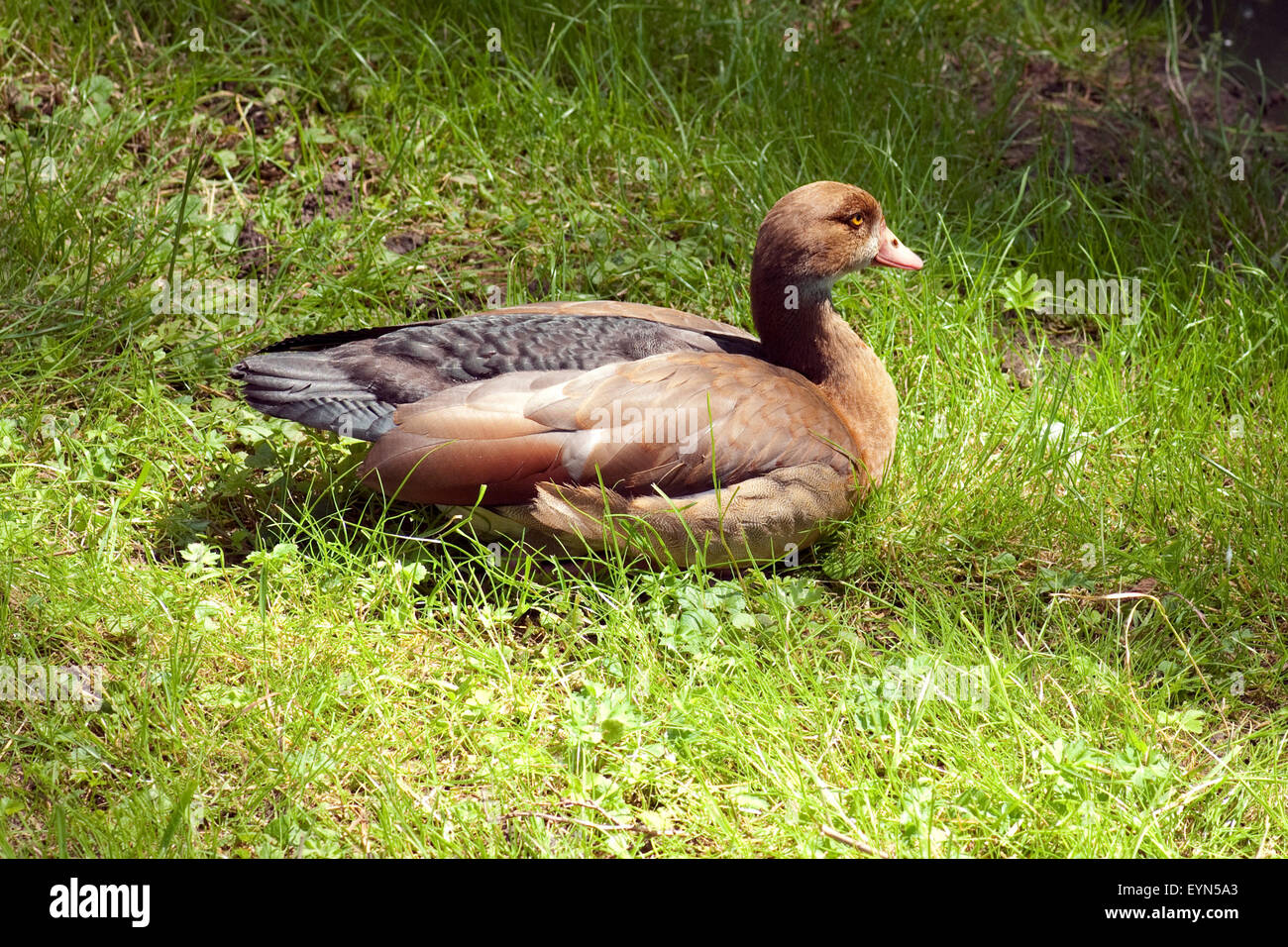 Nilgans, Alopochen aegyptiacus, Stock Photo