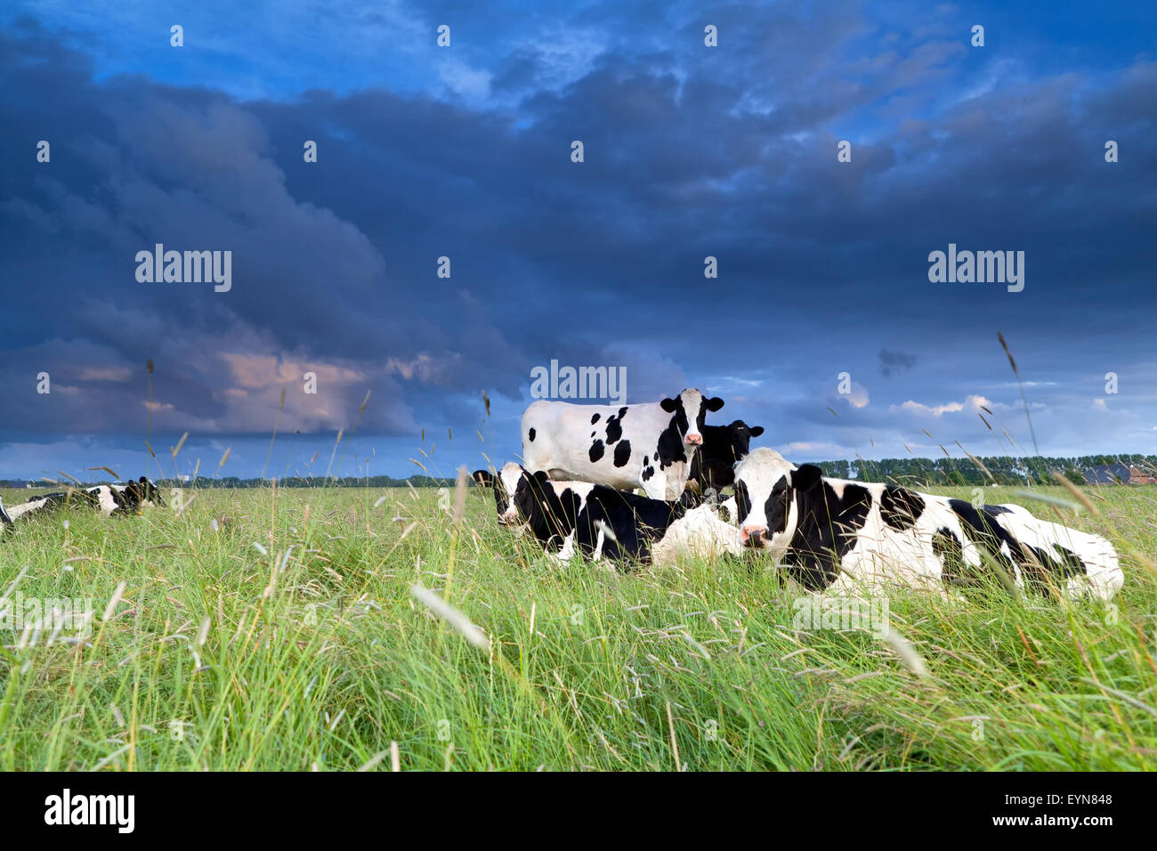 cows relaxed on pasture over clouded sky Stock Photo - Alamy