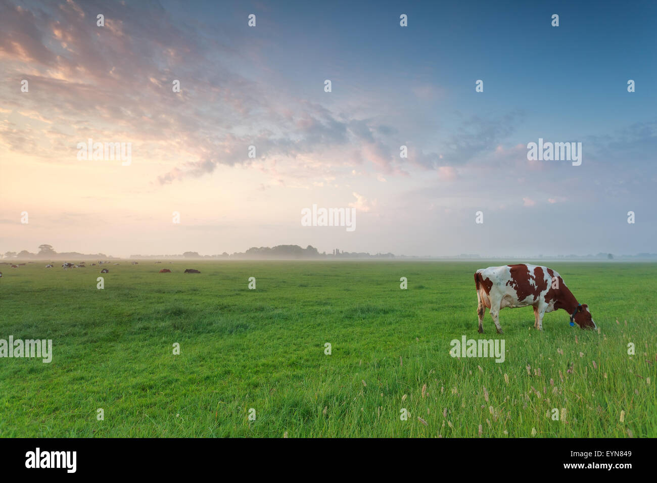 cow grazing on pasture in summer morning Stock Photo - Alamy