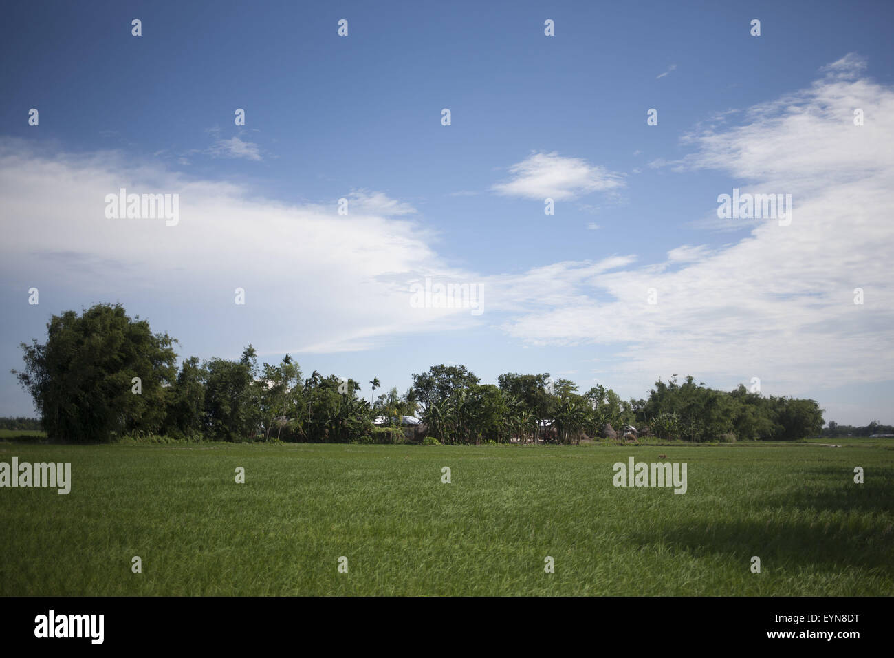 Bangladesh. 30th July, 2015. The landscape of Dalaha-Khagrabari enclaves inside Bangladesh, Dalaha-Khagrabari in the Bangladeshi district of Panchagarh, on July 30, 2015. Bangladesh and India will this week finally swap tiny islands of land, ending one of the world's most difficult border disputes that has kept thousands of people in stateless limbo for almost 70 years. © Suvra Kanti Das/ZUMA Wire/Alamy Live News Stock Photo