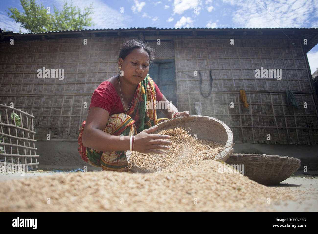 Bangladesh. 30th July, 2015. Shufola Rani Barman, 28, collets paddy after drying at Dalaha-Khagrabari in the Bangladeshi district of Panchagarh, on July 30, 2015. Bangladesh and India will this week finally swap tiny islands of land, ending one of the world's most difficult border disputes that has kept thousands of people in stateless limbo for almost 70 years. © Suvra Kanti Das/ZUMA Wire/Alamy Live News Stock Photo