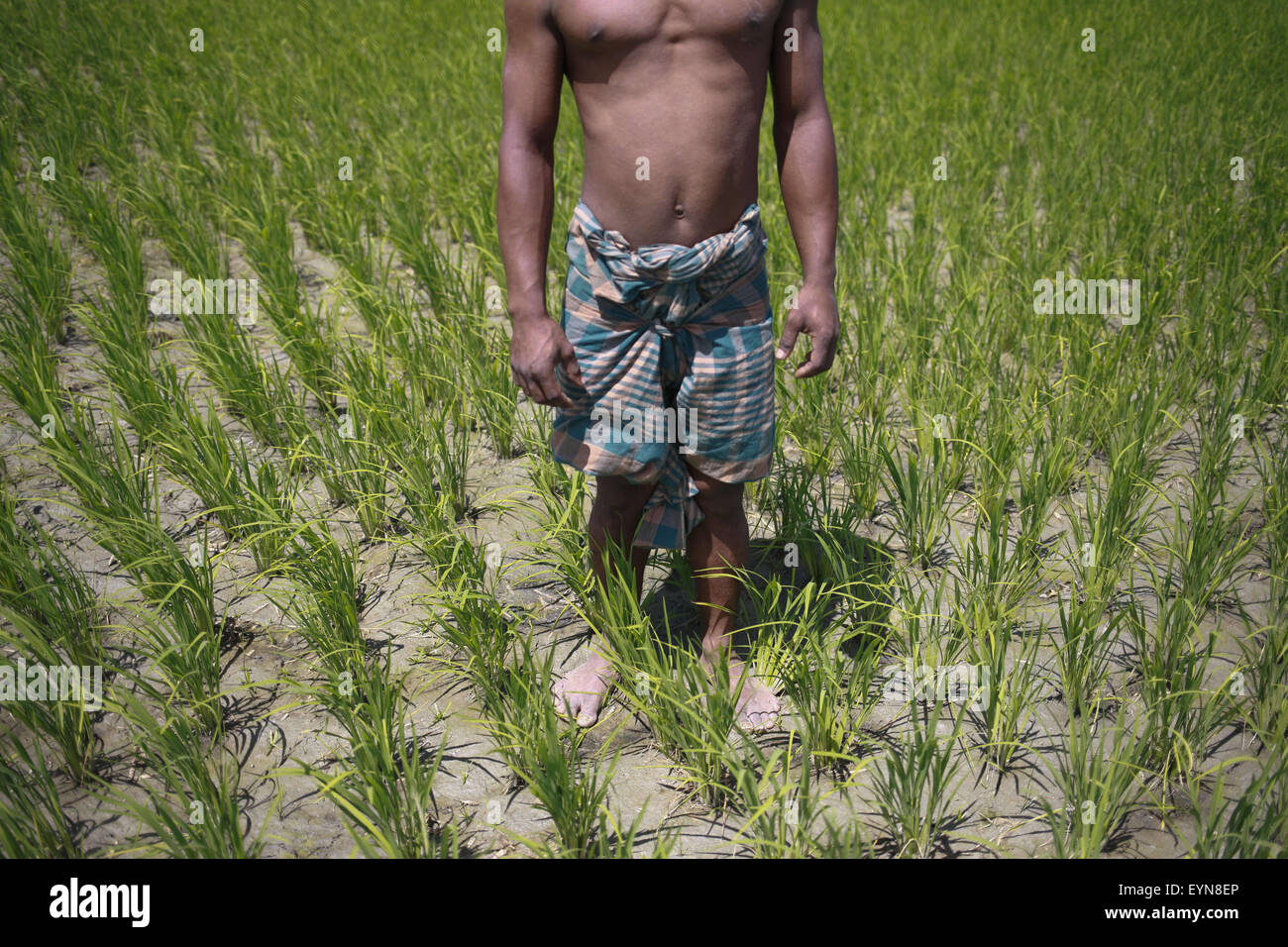 Bangladesh. 30th July, 2015. A residence of Dalaha-Khagrabari stands on his land, Dalaha-Khagrabari inside of the Bangladesh, Dalaha-Khagrabari in the Bangladeshi district of Panchagarh, on July 30, 2015. Bangladesh and India will this week finally swap tiny islands of land, ending one of the world's most difficult border disputes that has kept thousands of people in stateless limbo for almost 70 years. © Suvra Kanti Das/ZUMA Wire/Alamy Live News Stock Photo