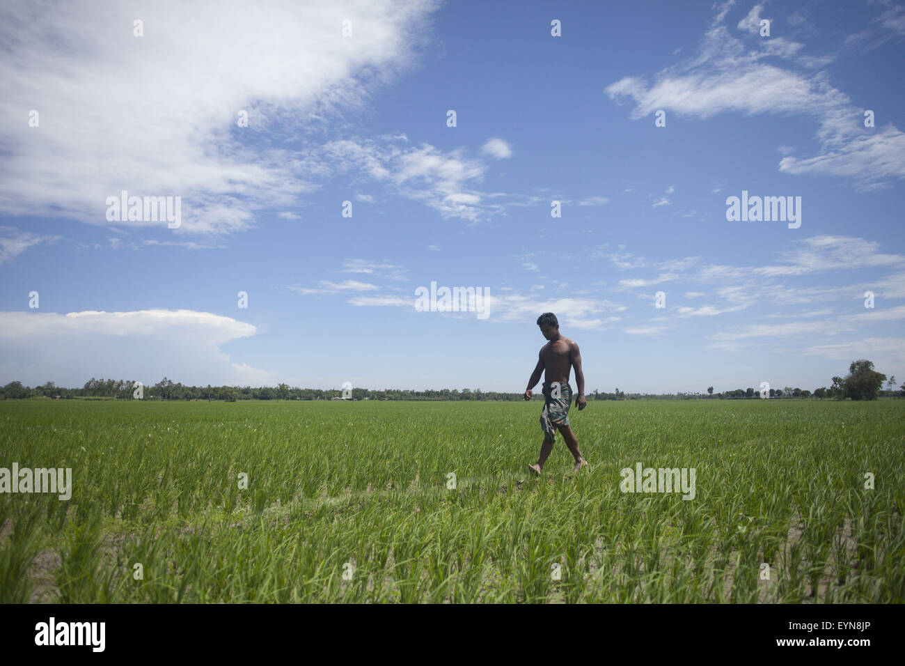 Bangladesh. 30th July, 2015. A resident of Dalaha-Khagrabari walks on the boundary of Indian enclaves inside Bangladesh at Dalaha-Khagrabari in the Bangladeshi district of Panchagarh, on July 30, 2015. Bangladesh and India will this week finally swap tiny islands of land, ending one of the world's most difficult border disputes that has kept thousands of people in stateless limbo for almost 70 years. © Suvra Kanti Das/ZUMA Wire/Alamy Live News Stock Photo