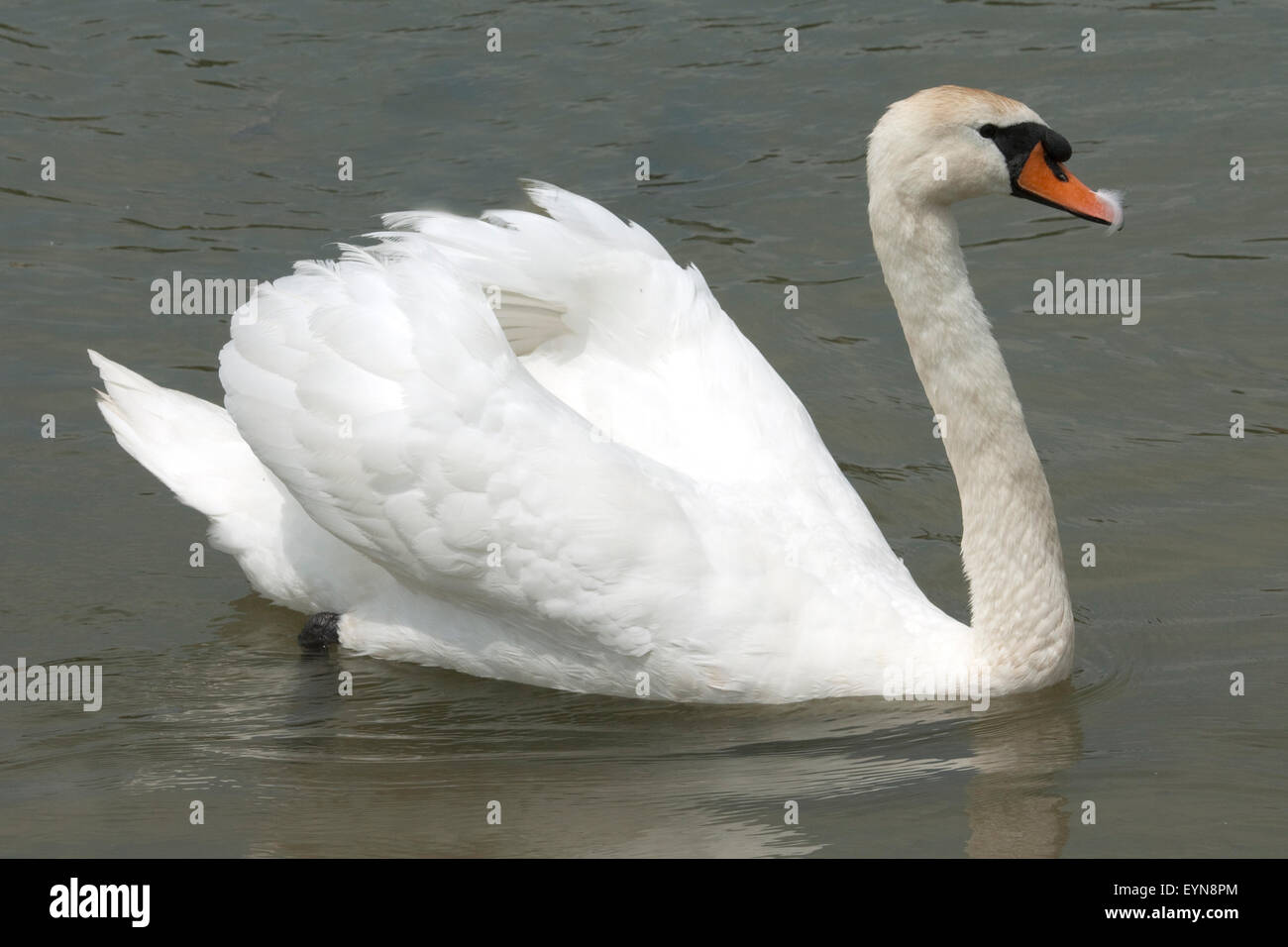 Schwaene, Cygnus; Stock Photo